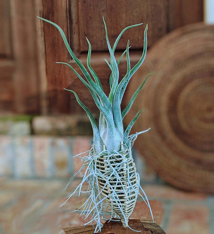 Air Plant In A Vine Cone