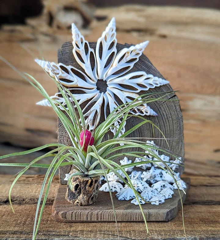  Live Air Plant Gift With Sea Shell Plant And Driftwood Office Desk Plant 