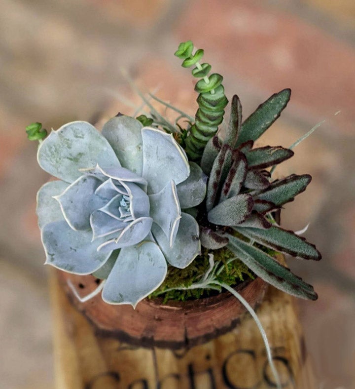 Live Succulent In A Coconut Shell Pot