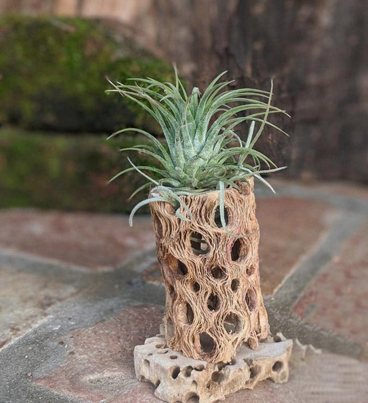 Live Air Plant Gift Set