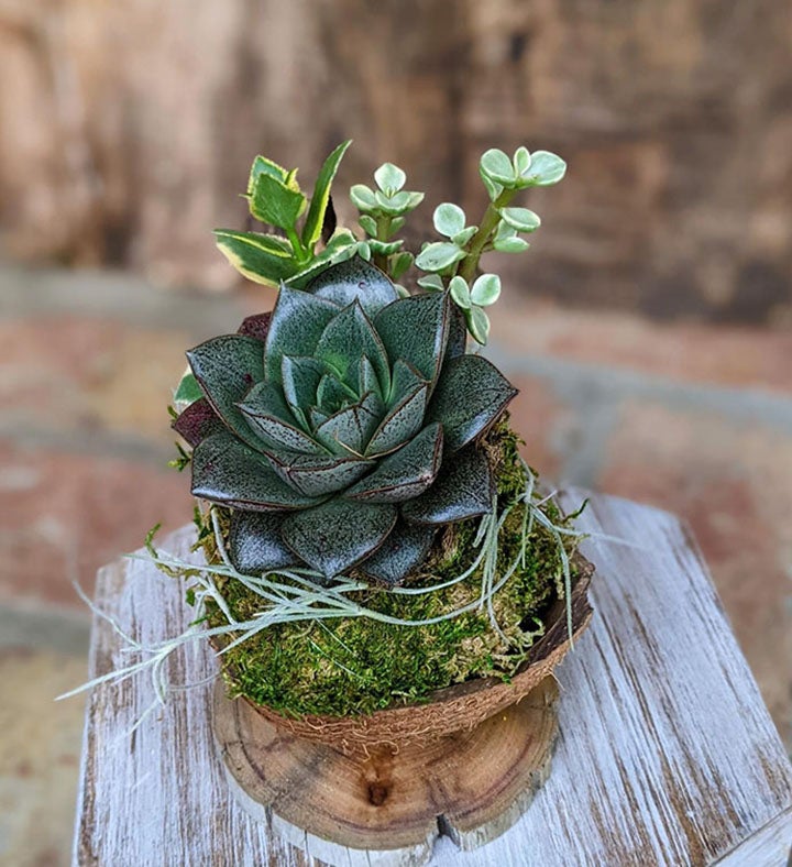 Succulent Gift  Live Potted Succulent Arrangement in a Driftwood Pot