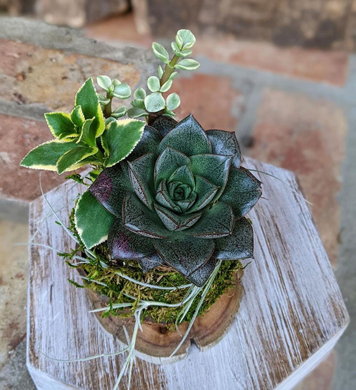 Succulent Gift  Live Potted Succulent Arrangement in a Driftwood Pot