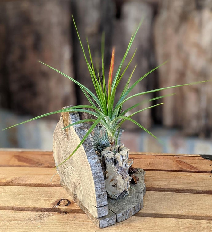 Handcrafted Live Air Plant Gift