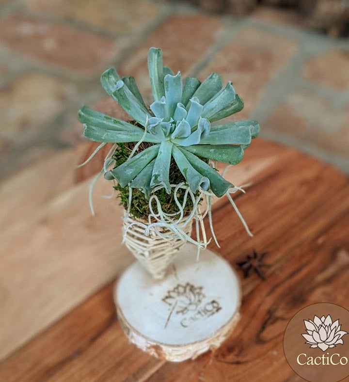 Live Succulent In A Vine Cone