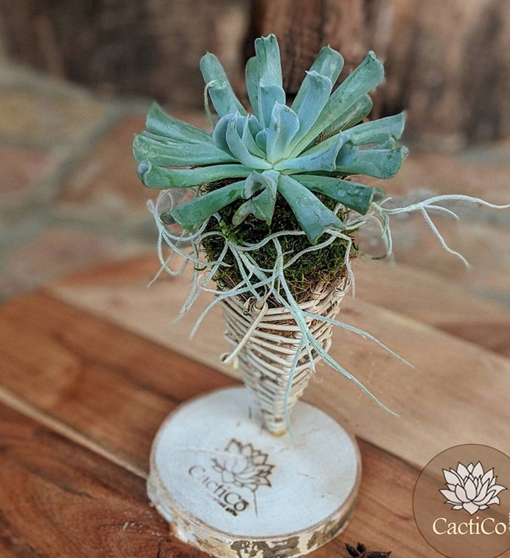 Live Succulent In A Vine Cone