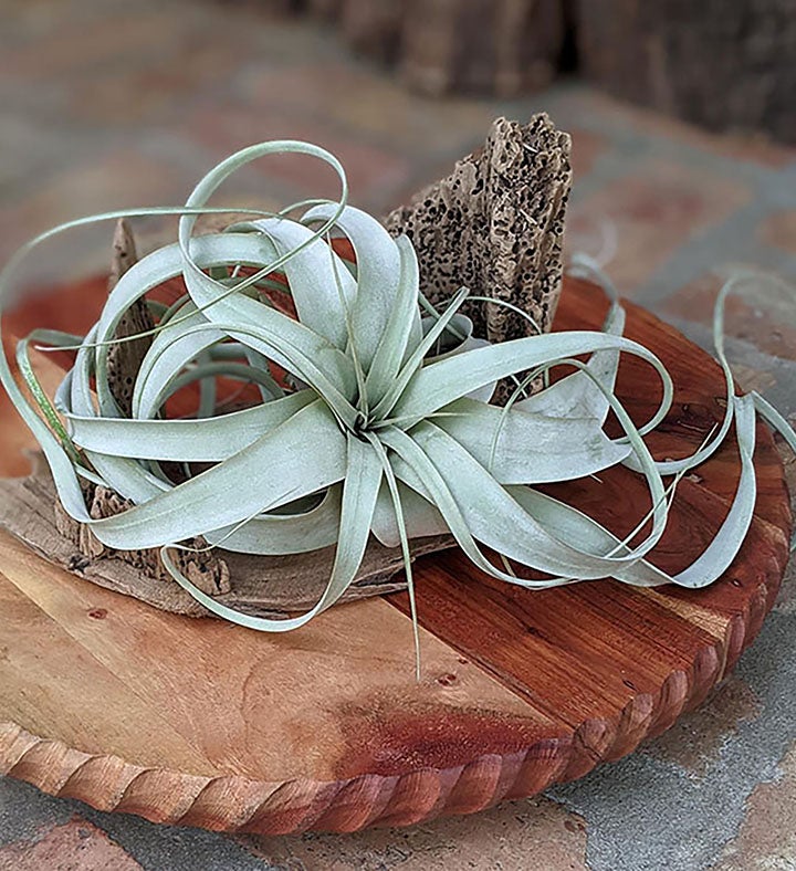 Large Air Plant With Driftwood Display