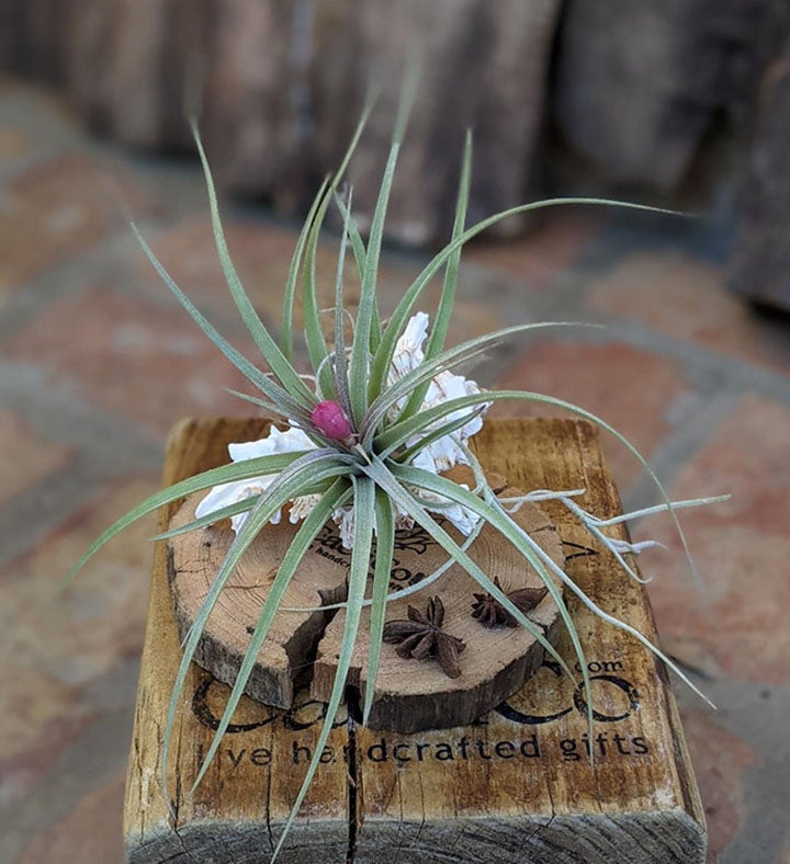 Blooming Air Plant A Seashell And Driftwood