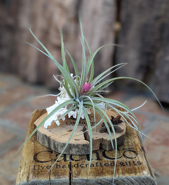 Blooming Air Plant A Seashell And Driftwood