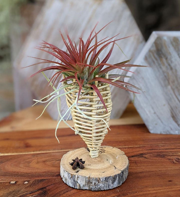 Large Red Air Plant In A Handcrafted Vine Cone And Driftwood Stand