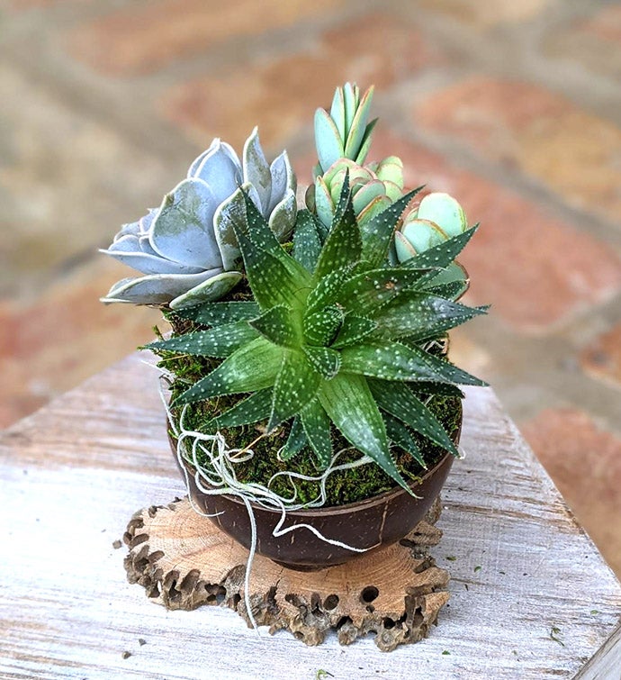 Coconut Shell Succulent Gift