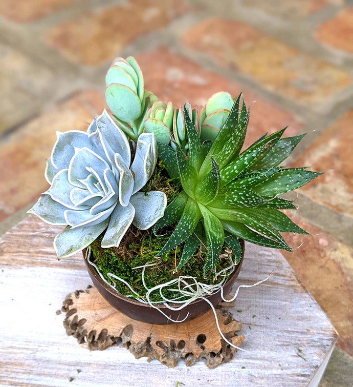 Coconut Shell Succulent Gift