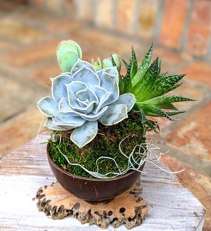 Coconut Shell Succulent Gift