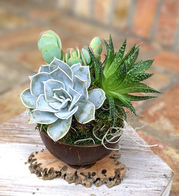 Coconut Shell Succulent Gift