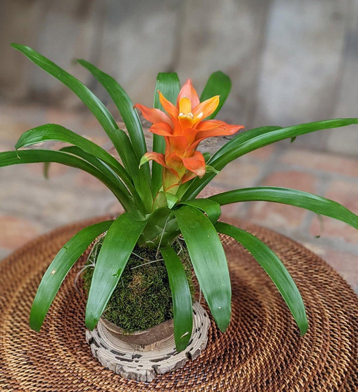 Bromeliad In A Coconut Shell