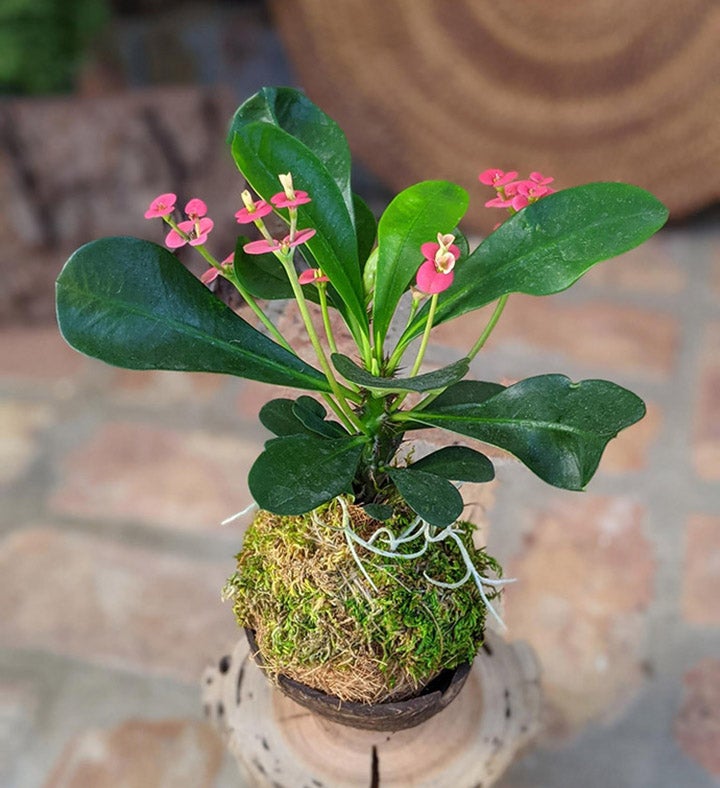 Blooming Cactus In A Coconut Shell Pot 