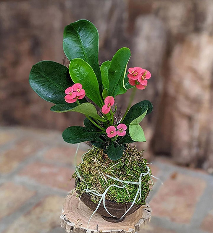 Blooming Cactus In A Coconut Shell Pot