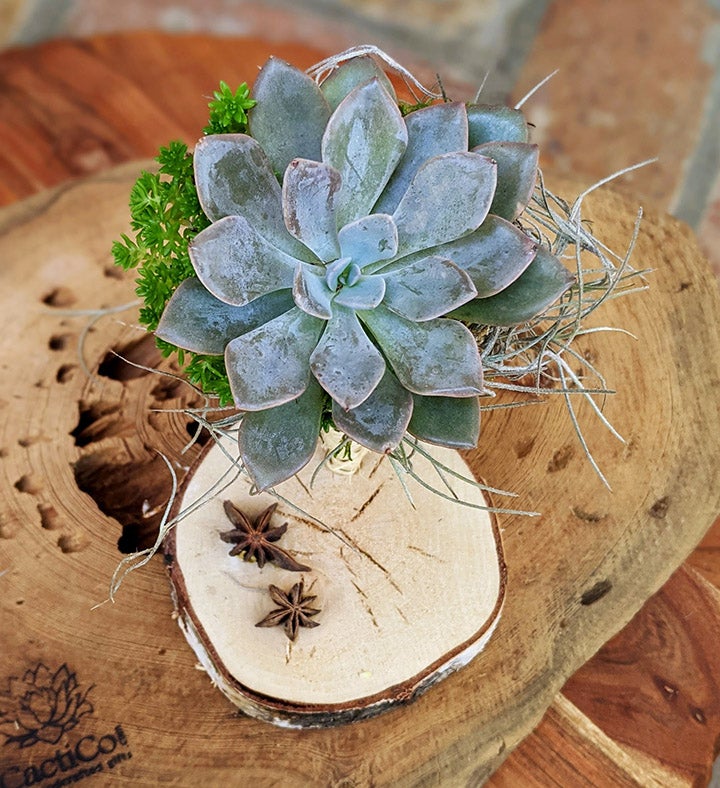 Live Succulent In A Vine Cone