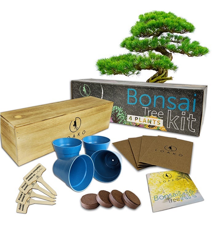 Premium Bonsai Tree Kit