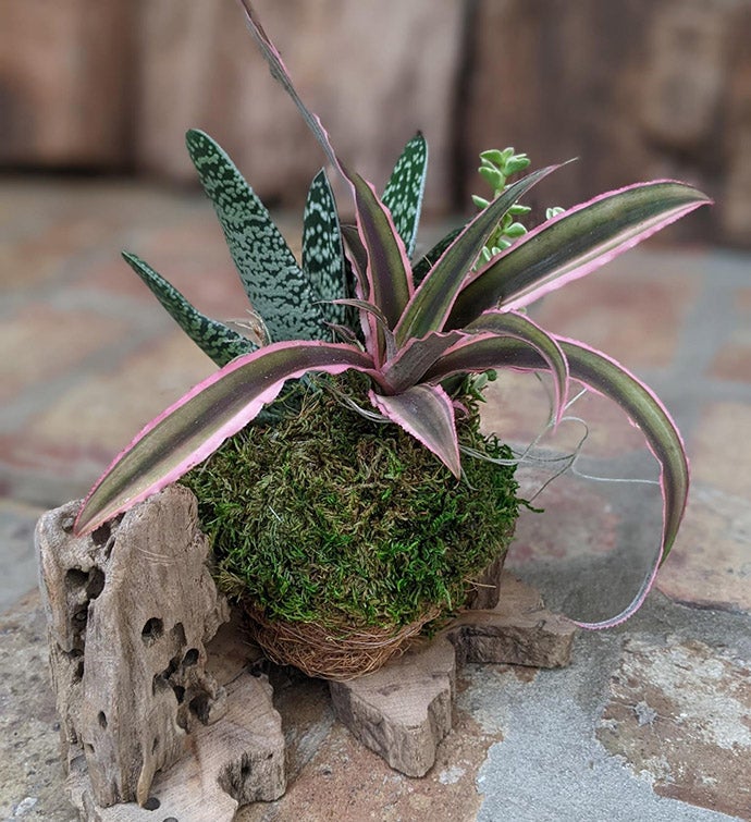 Live Succulent Arrangement In A Driftwood Setting