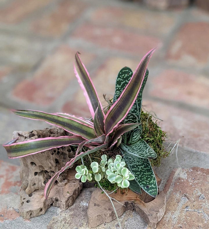 Live Succulent Arrangement In A Driftwood Setting