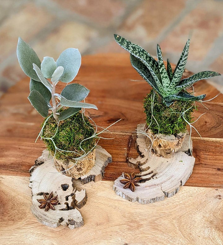 Live Succulents With Driftwood Stands