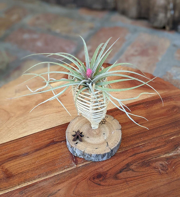 Blooming Air Plant In A Vine Cone