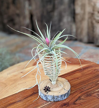 Blooming Air Plant In A Vine Cone