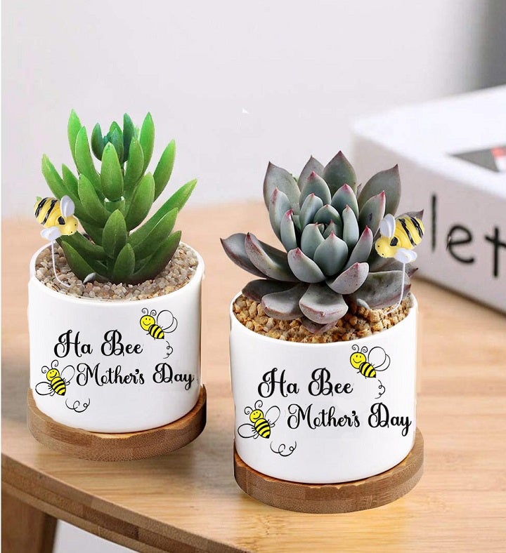 Mother’s Day Succulent