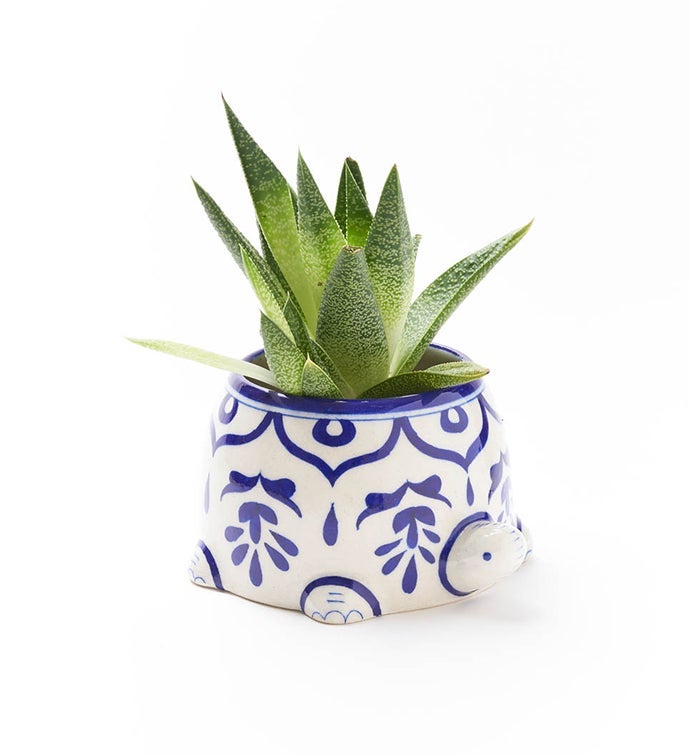 Lalita Indigo Succulent Planter