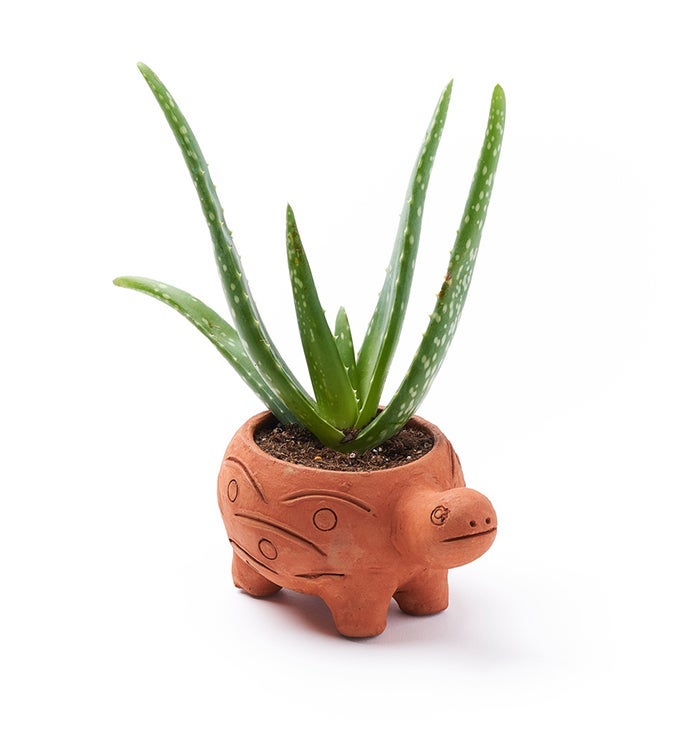 Rakshana Plant Pals