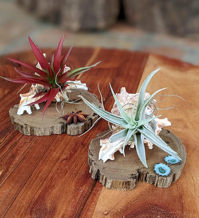 Two Live Air Plants With Seashells