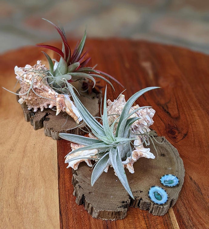 Two Live Air Plants With Seashells