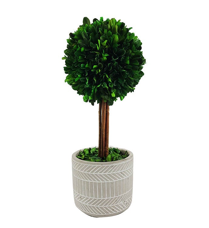 Natural Preserved Boxwood Tree with Grey Pot