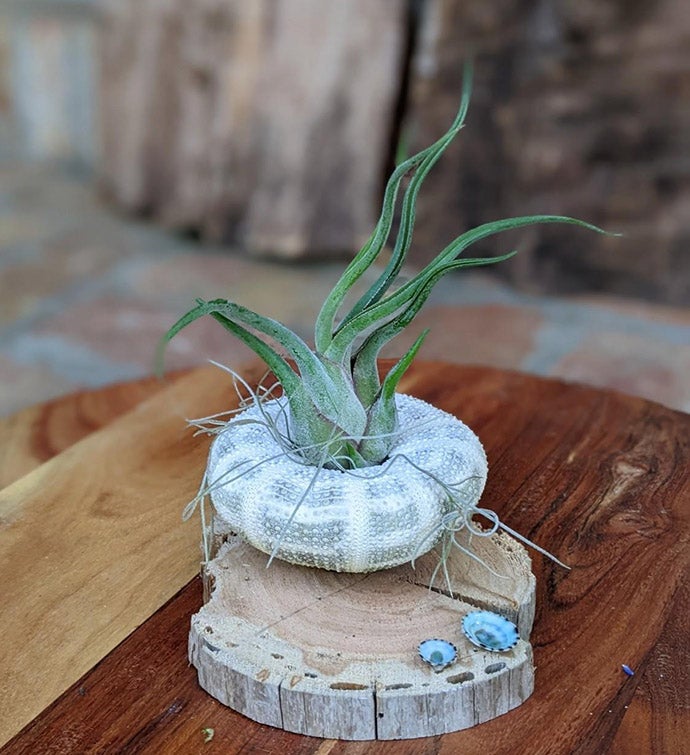 Live Large Air Plant | marketplace | 1800Flowers