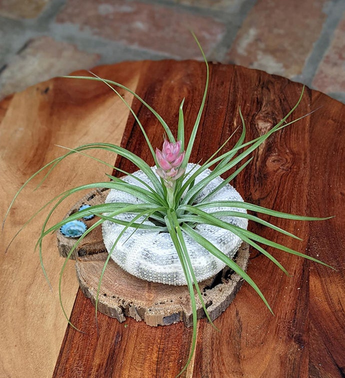 Blooming Air Plant Seashell And Driftwood