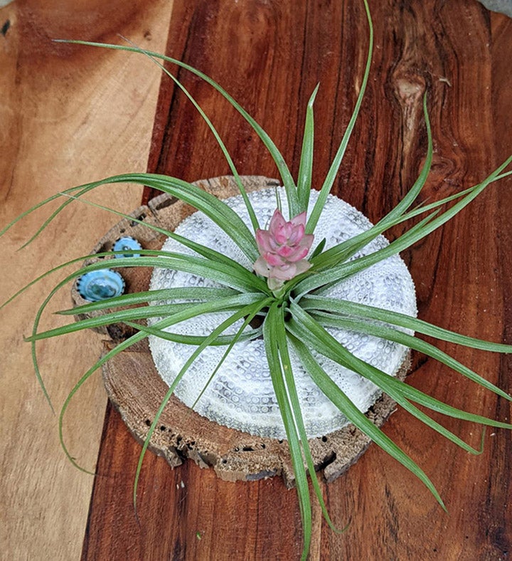 Blooming Air Plant Seashell And Driftwood 