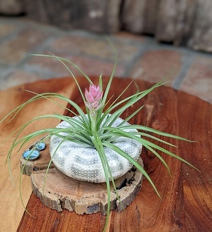 Blooming Air Plant Seashell And Driftwood