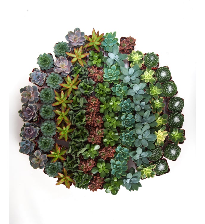 Assorted 2" Mini Succulent