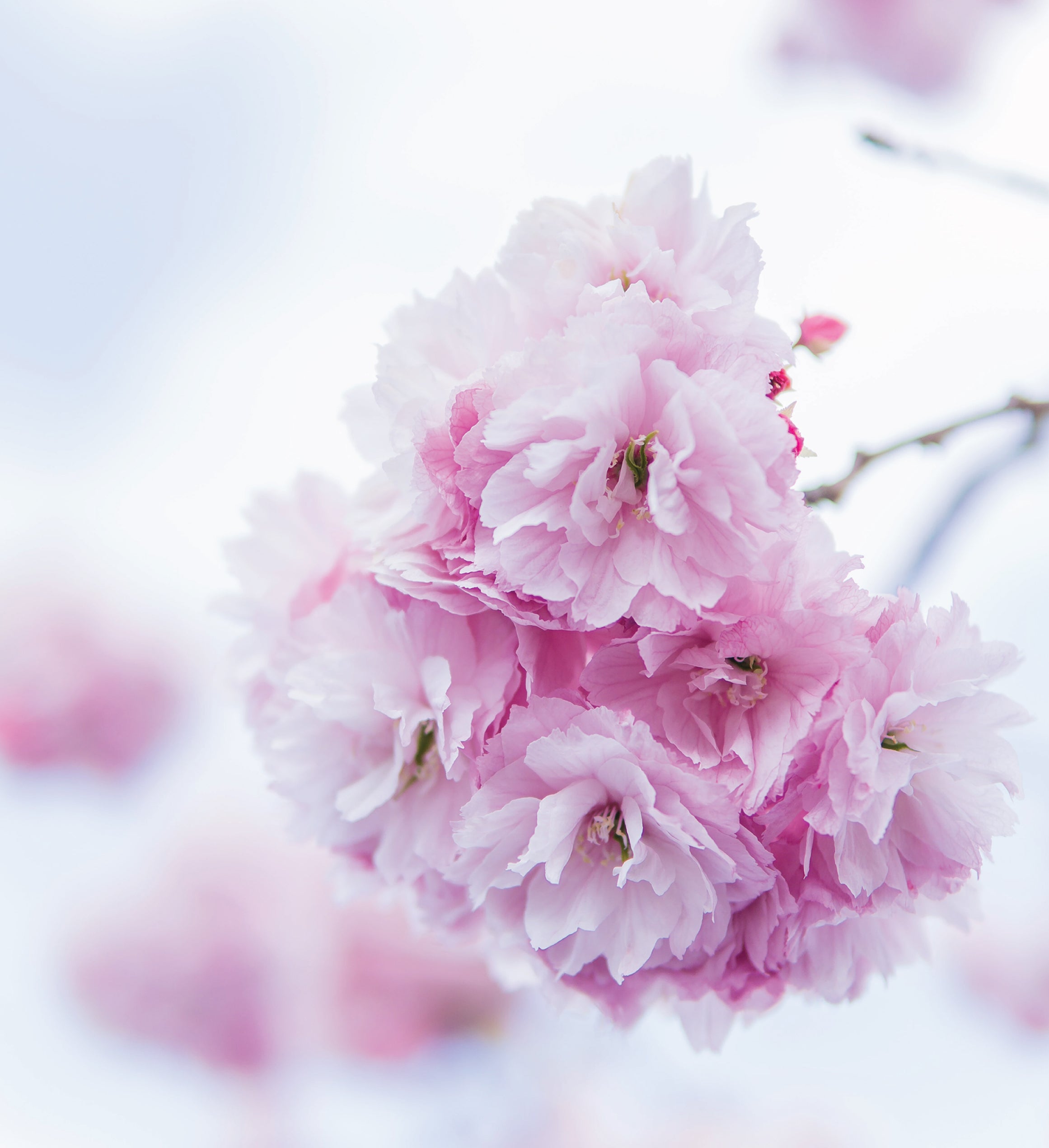 Cherry Blossom Seed Grow Kit