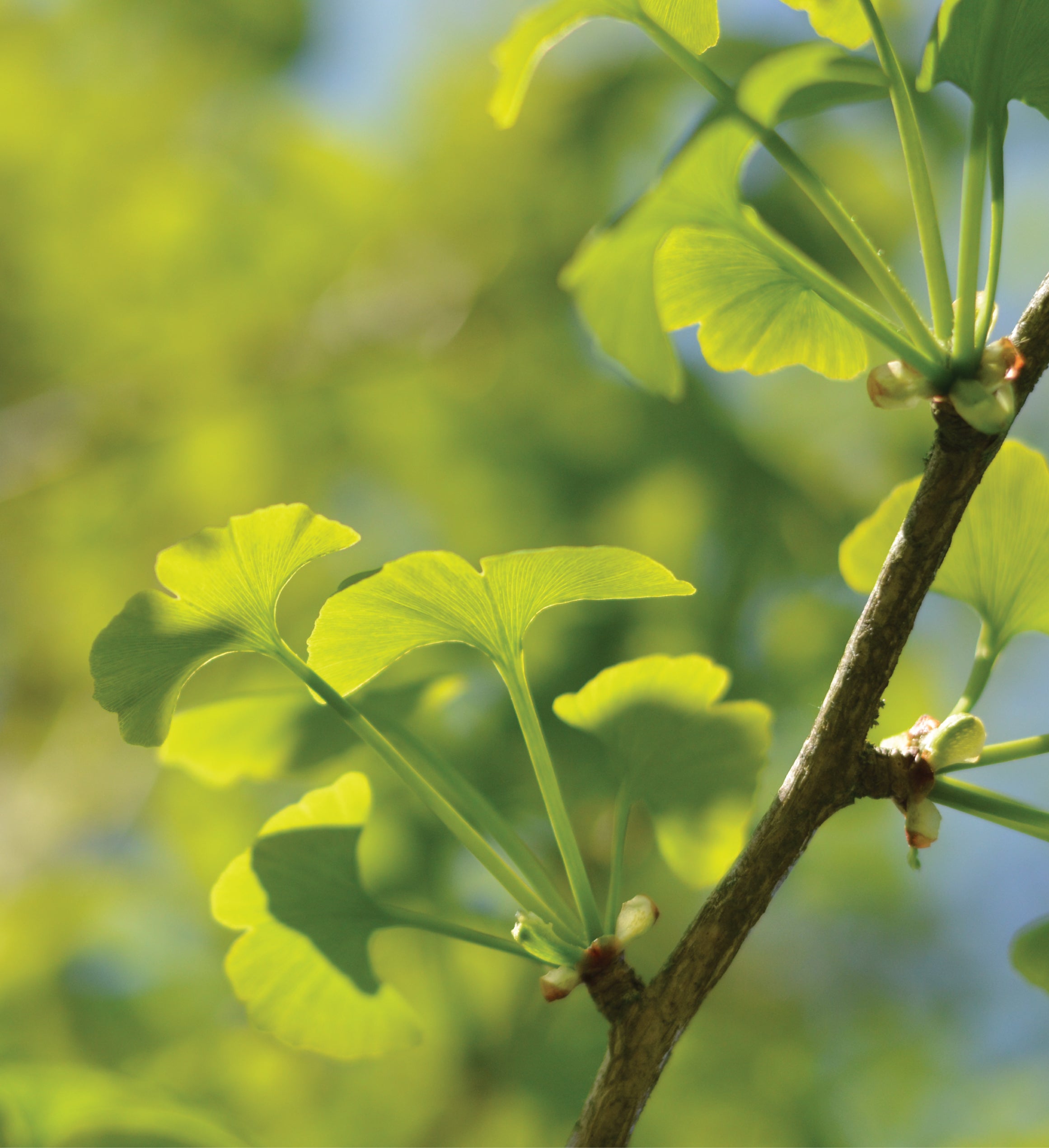 Jurassic Ginkgo Seed Grow Kit