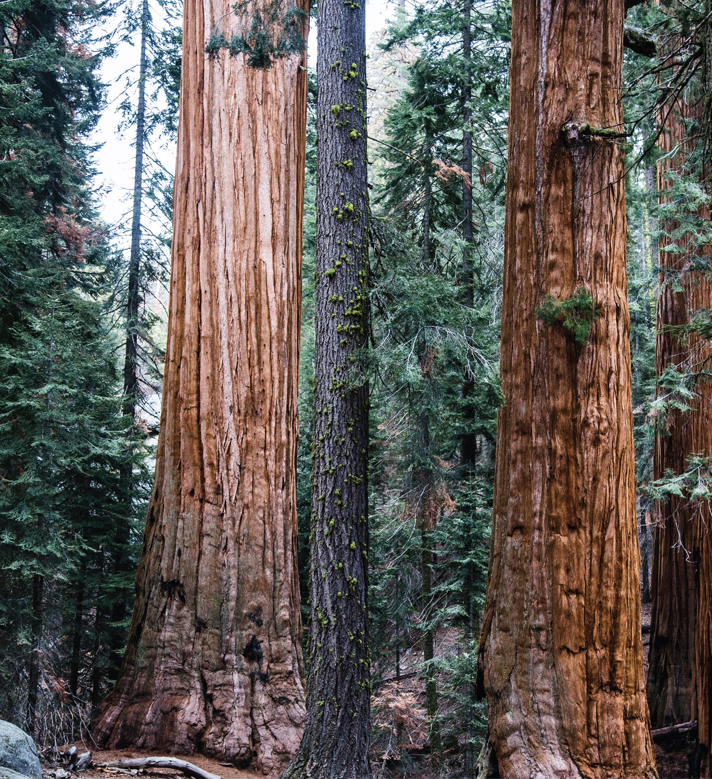 Giant Sequoia Seed Grow Kit