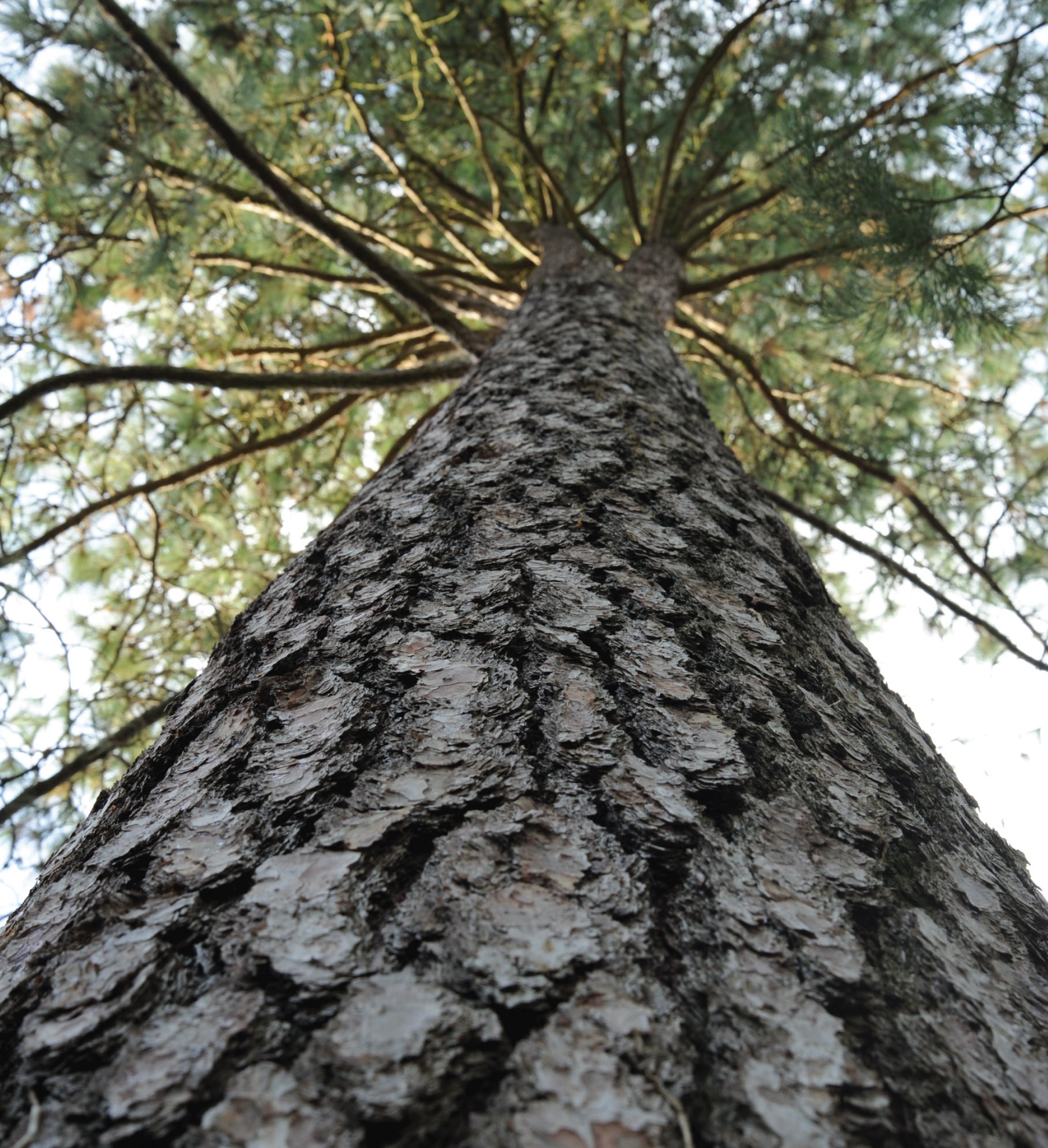 Ponderosa Pine Seed Grow Kit