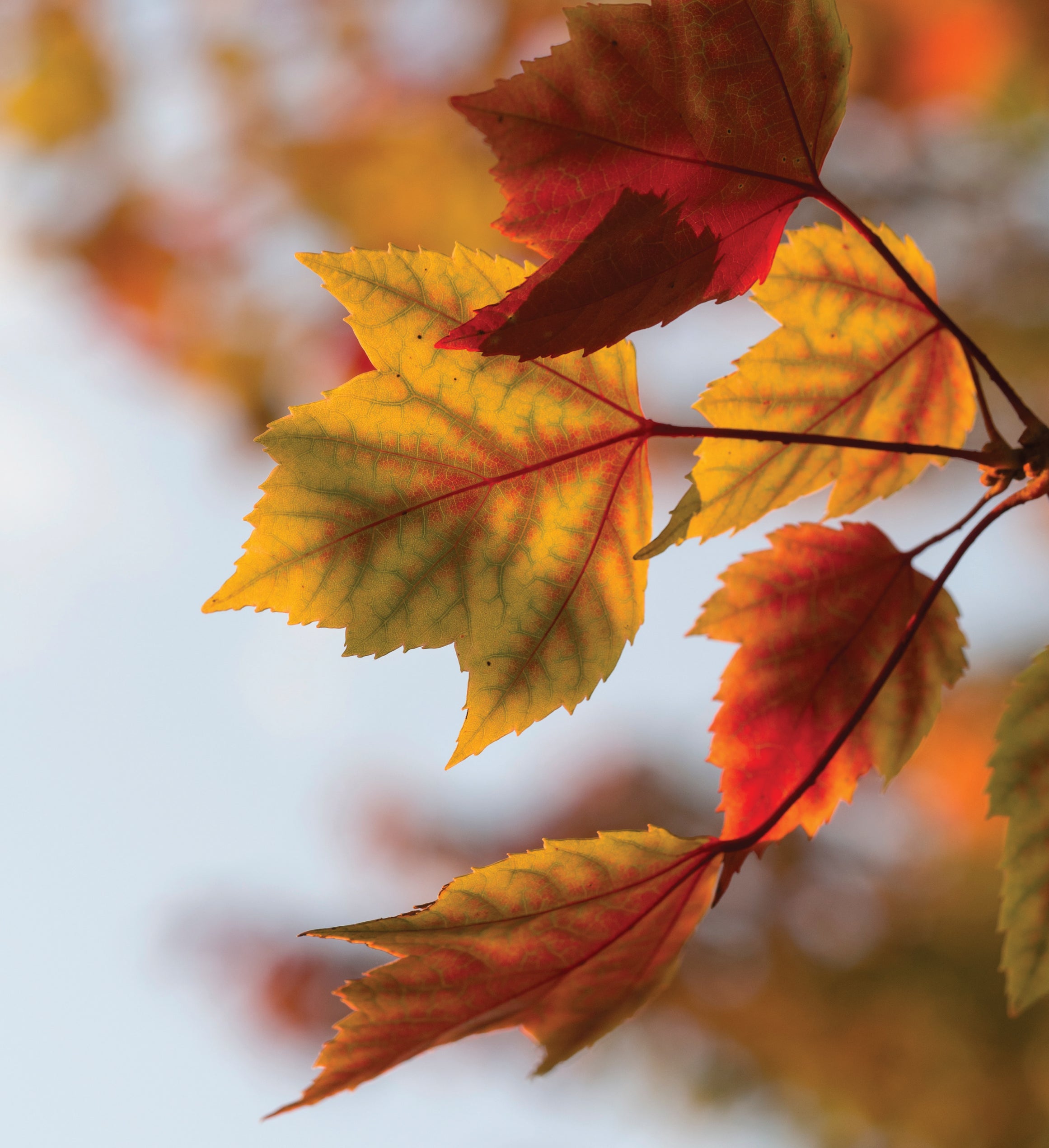 Red Maple Seed Grow Kit