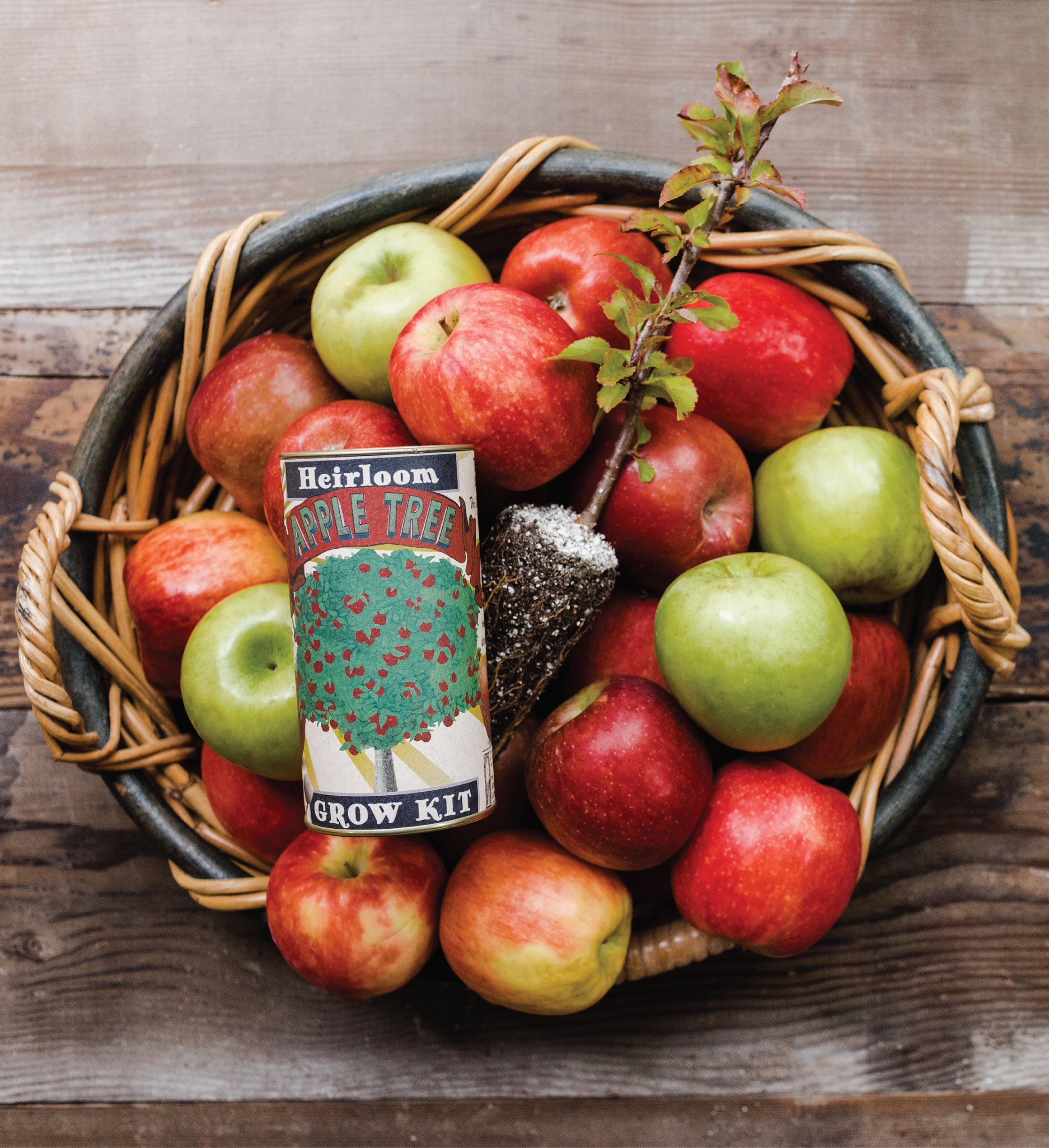 Apple Tree Seed Grow Kit