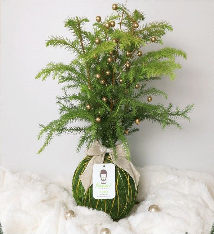 Norfolk Pine | Moss Ball Kokedamas
