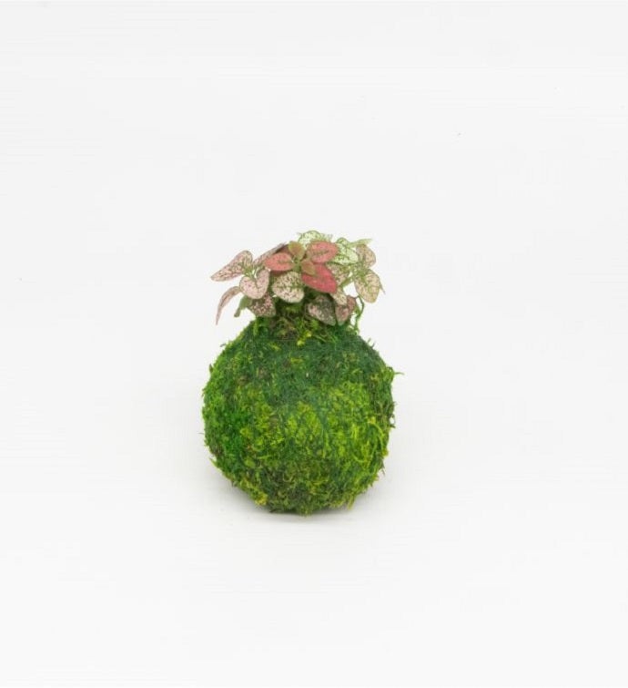 Mini Kokedamas Assorted Foliage   Moss Ball Kokedamas