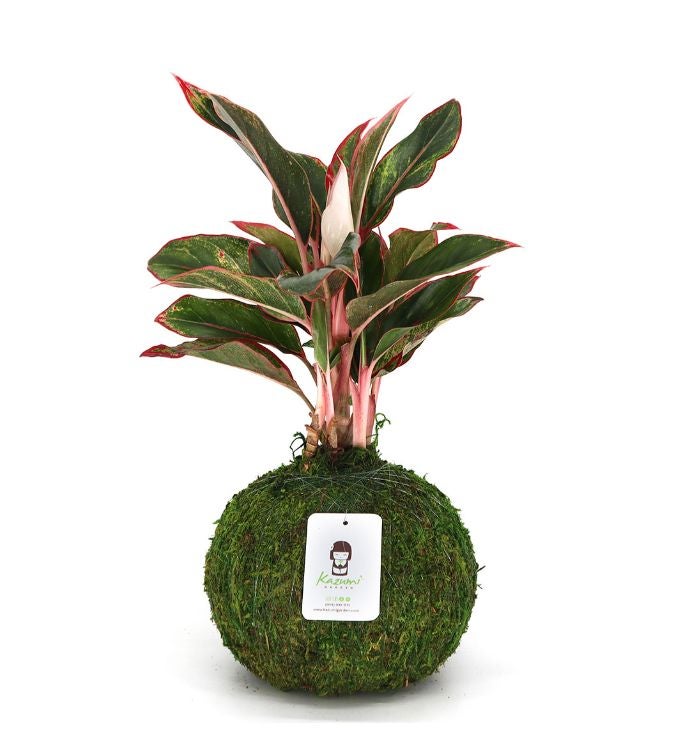 Aglaonema Siam   Moss Ball Kokedamas