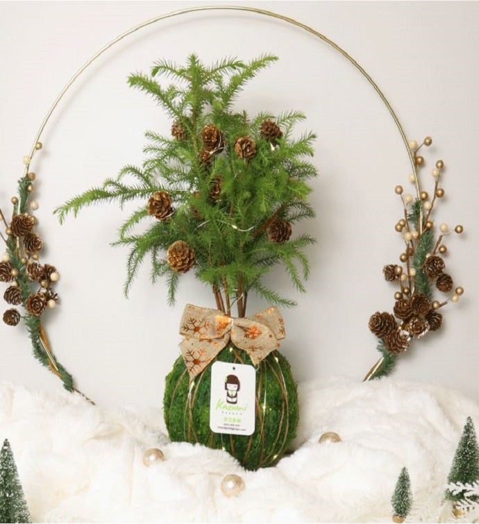 Norfolk Pine Gold Decor   Moss Ball Kokedamas