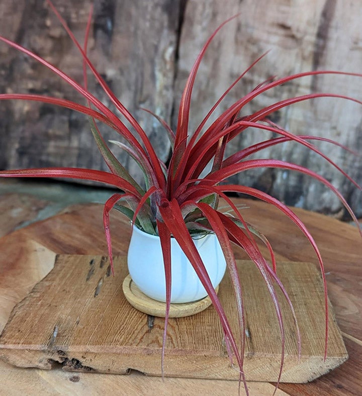 Red Air Plant Gift Set