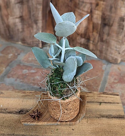 Live Succulent In A Mini Cork Pot